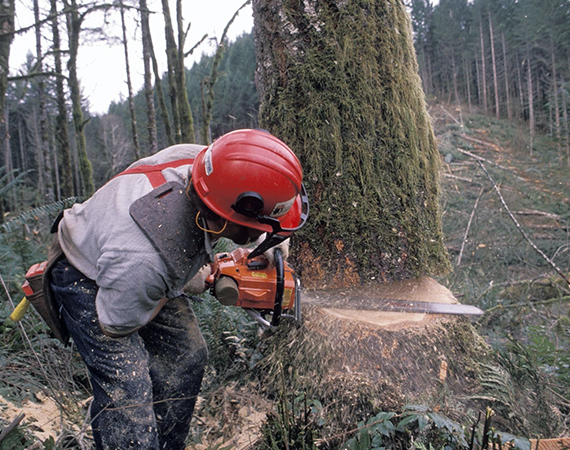 service-tree-removal