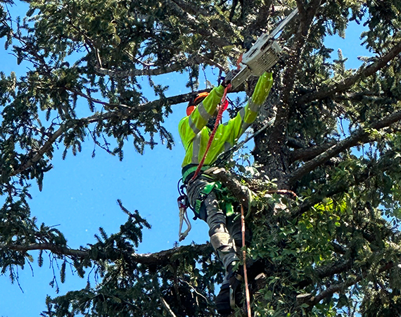 service-tree-trimming